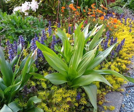 27 Annual flowers garden design you can plant.