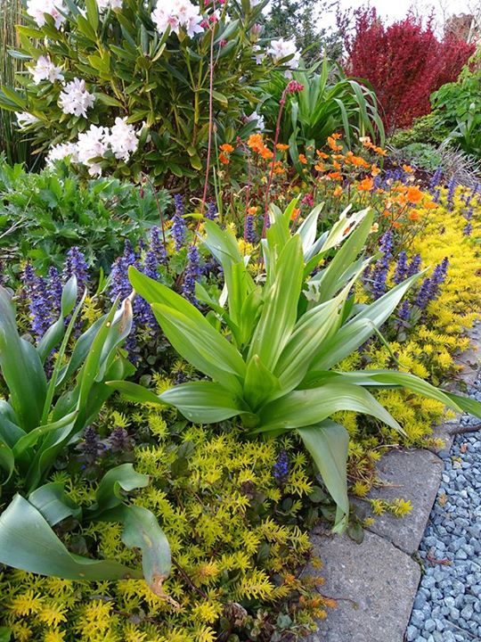 27 Annual flowers backyard design you possibly can plant.