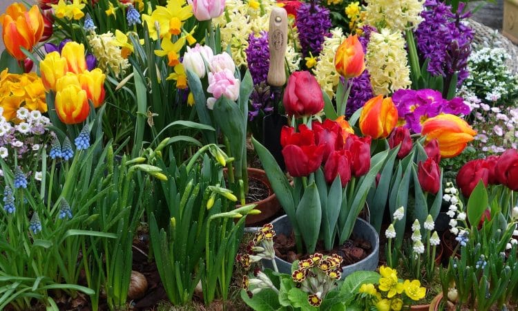 Planning your bulb garden