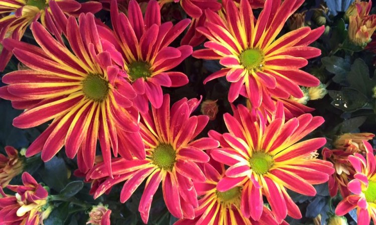 Flowers of the Caucasus Mountains