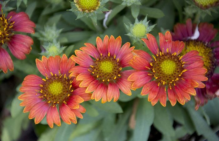 GAILLARDIA  - Blanket flower, Annual Flower Information