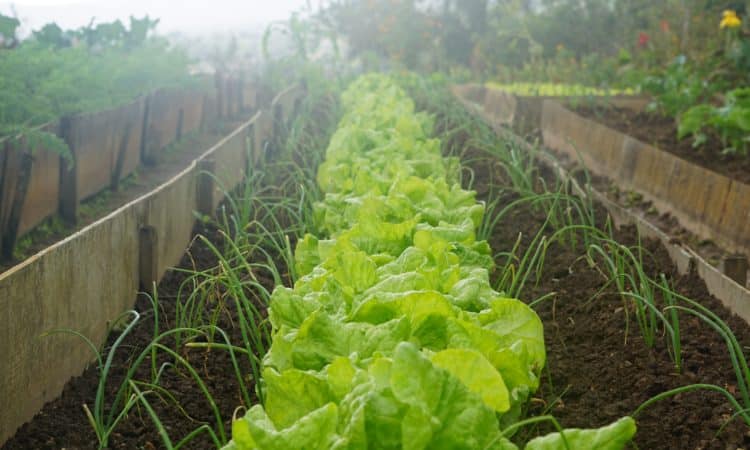 GROWING  VEGETABLES