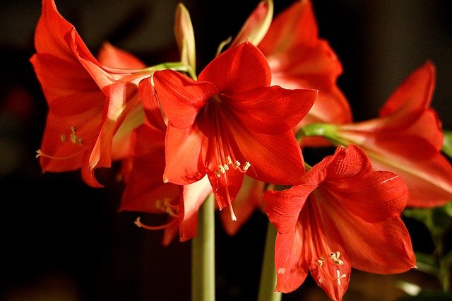 Rising Attractive Amaryllis Indoors – Skilled Gardening Ideas