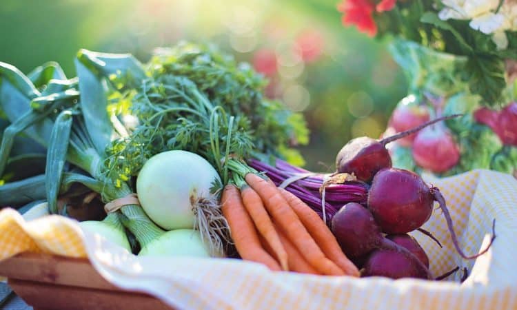 Harvesting Summer Vegetables