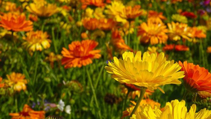 Marigold, Annual Flower Data – Skilled Gardening Ideas