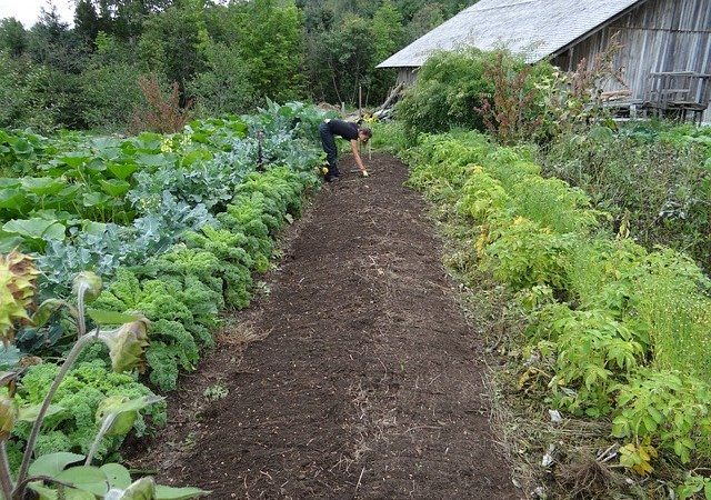 Planning for a Large Vegetable Garden: Tips and Tricks