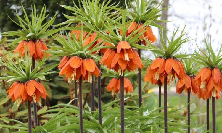 Plant Fritillaries this Fall