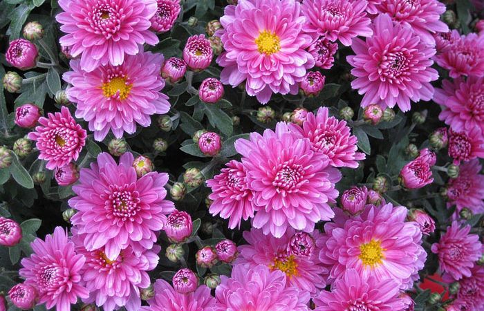 Plant care for Chrysanthemum annual, Annual Flower Information