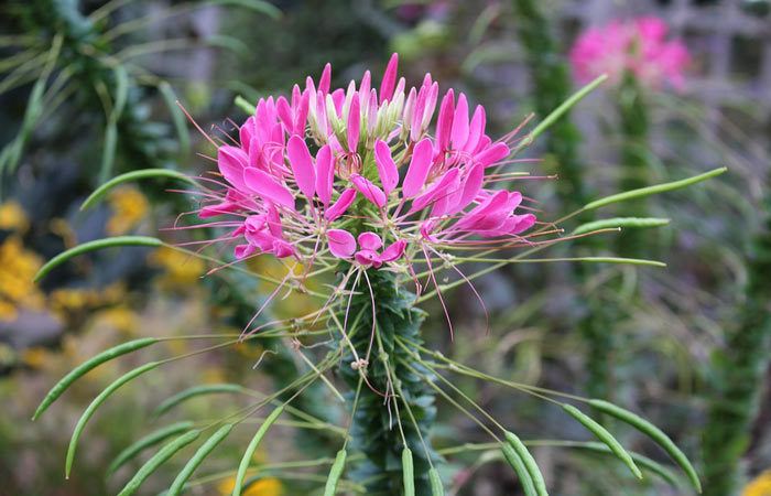 Plant care for Cleome  Spiderflower, Annual Flower Information