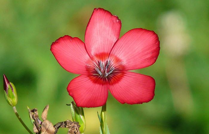 Plant care for Flowering Flax, Annual Flower Information