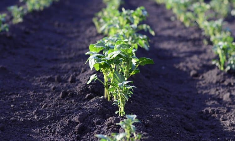 Potato - Guide to plant and grow this vegetable