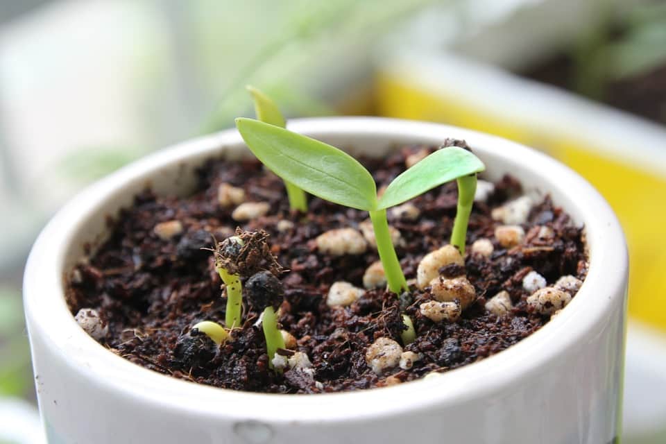 Beginning Seeds Indoors – Skilled Gardening Ideas