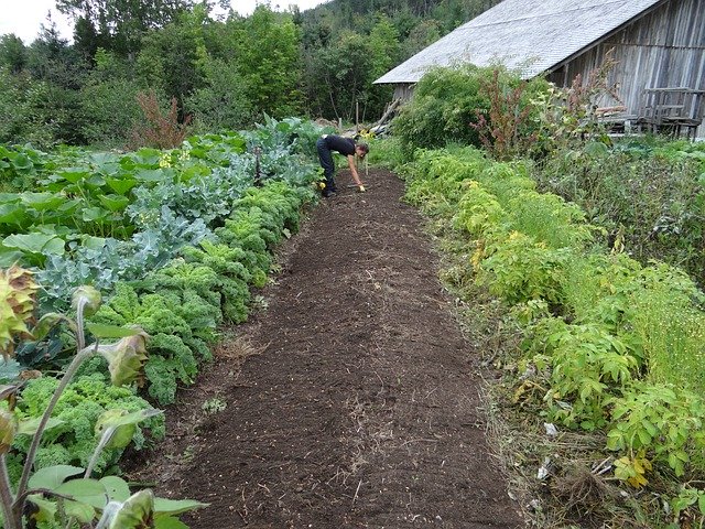 Planning for a Giant Vegetable Backyard: Suggestions and Tips