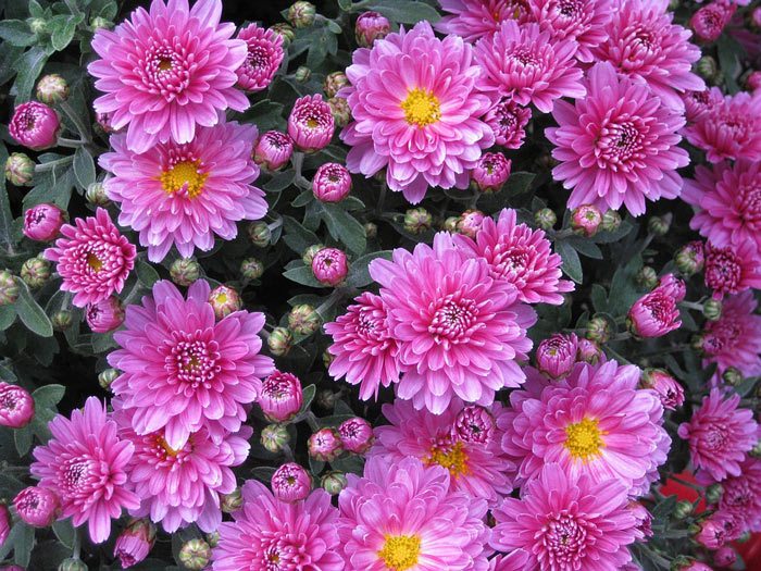 Plant take care of Chrysanthemum annual, Annual Flower Data