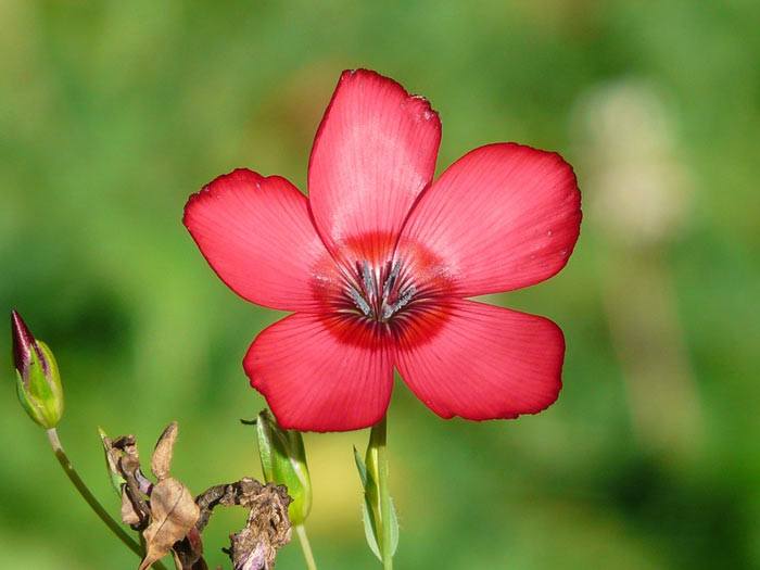 Plant look after Flowering Flax, Annual Flower Info