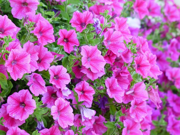 Plant look after Petunia, Annual Flower Info