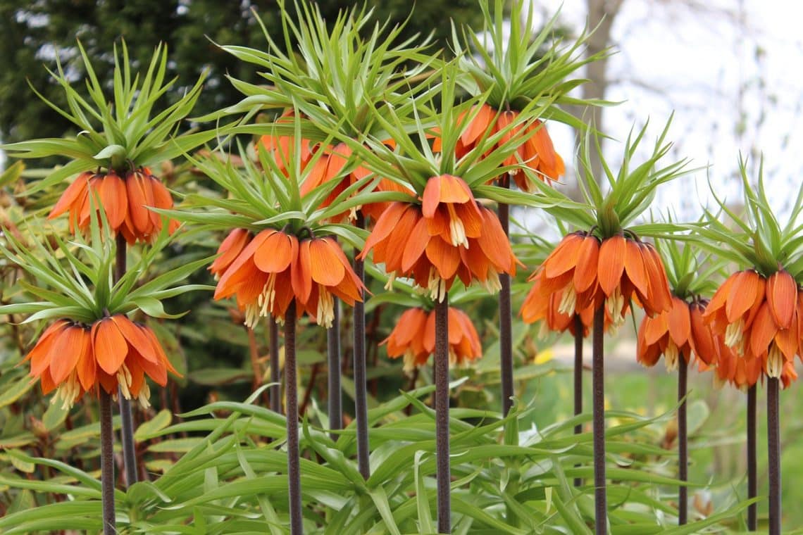 Plant Fritillaries this Fall – Skilled Gardening Ideas